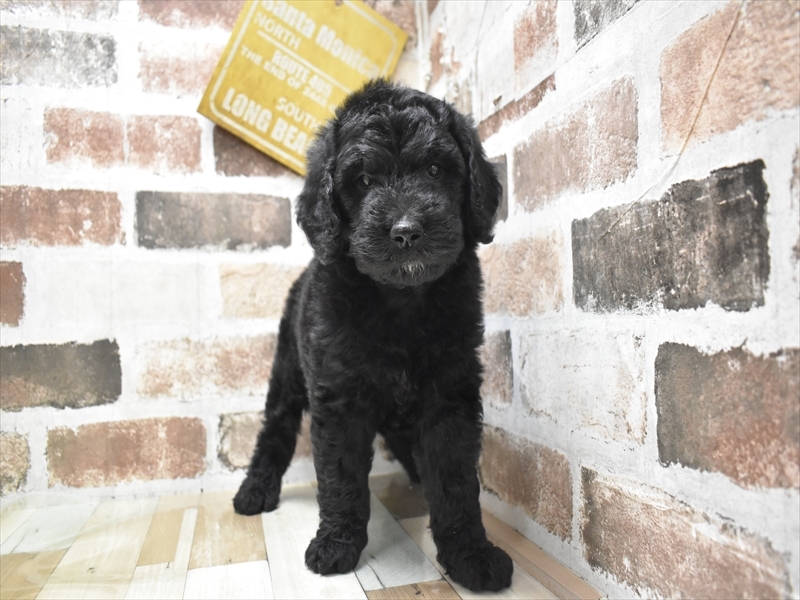 愛知県のゴールデンドゥードゥル(ゴールデン×プードル) (ワンラブ名古屋守山インター総本店/2025年9月7日生まれ/女の子/ブラック)の子犬の2枚目の画像