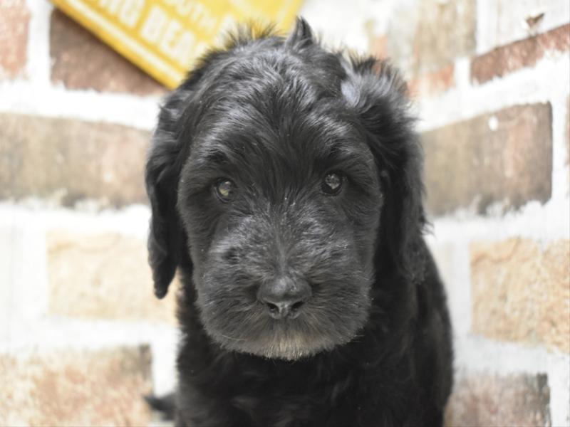 愛知県のゴールデンドゥードゥル(ゴールデン×プードル) (ワンラブカインズ小牧店(FC)/2025年9月7日生まれ/男の子/ブラック)の子犬の1枚目の画像