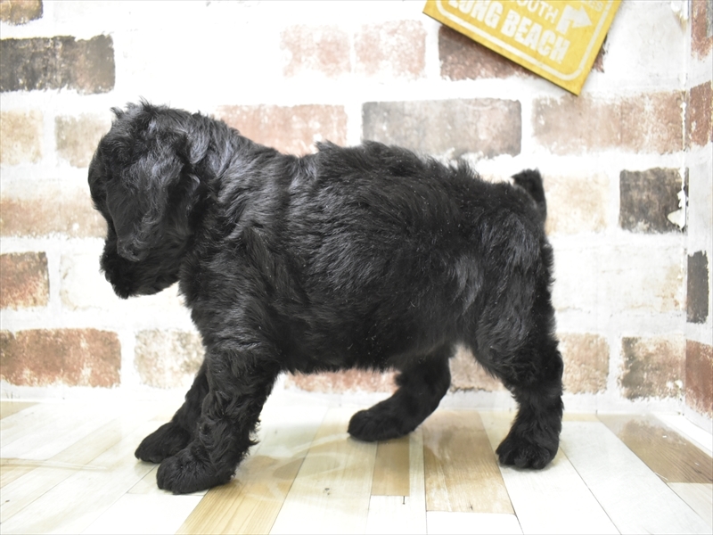 愛知県のゴールデンドゥードゥル(ゴールデン×プードル) (ワンラブカインズ小牧店(FC)/2025年9月7日生まれ/男の子/ブラック)の子犬の3枚目の画像