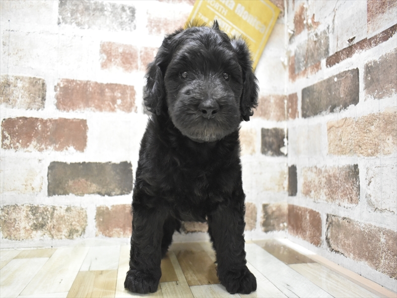 愛知県のゴールデンドゥードゥル(ゴールデン×プードル) (ワンラブカインズ小牧店(FC)/2025年9月7日生まれ/男の子/ブラック)の子犬の2枚目の画像