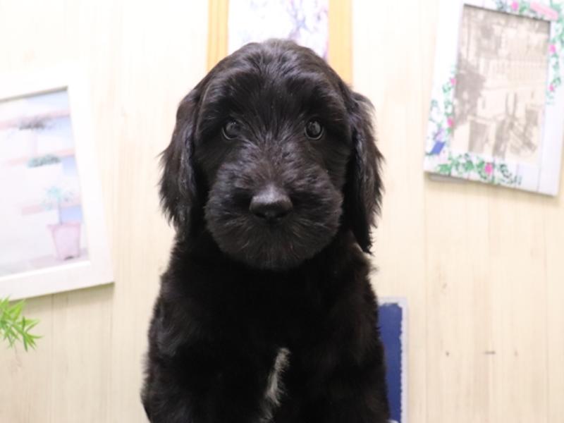 岐阜県のゴールデンドゥードゥル(ゴールデン×プードル) (ワンラブホームセンターバロー可児坂戸店(FC)/2025年9月7日生まれ/女の子/ブラック)の子犬の1枚目の画像