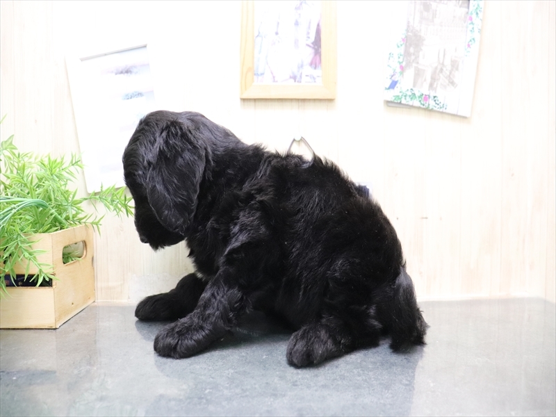 岐阜県のゴールデンドゥードゥル(ゴールデン×プードル) (ワンラブホームセンターバロー可児坂戸店(FC)/2025年9月7日生まれ/女の子/ブラック)の子犬の3枚目の画像