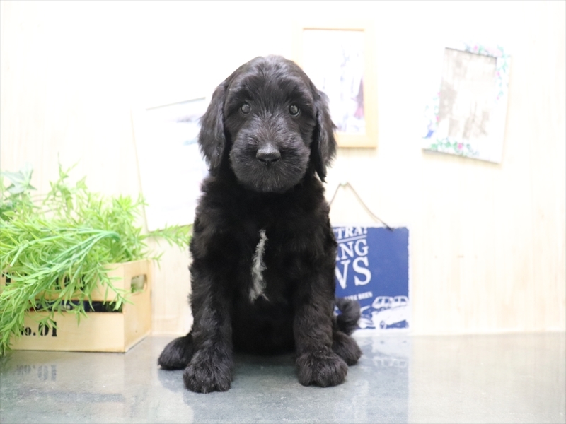 岐阜県のゴールデンドゥードゥル(ゴールデン×プードル) (ワンラブホームセンターバロー可児坂戸店(FC)/2025年9月7日生まれ/女の子/ブラック)の子犬の2枚目の画像