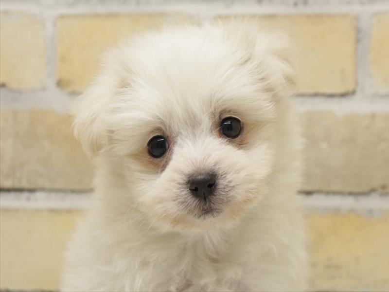 福岡県のポメマル/マルポメ(ポメラニアン×マルチーズ) (ワンラブ福岡総本店/2025年9月10日生まれ/女の子/ホワイト)の子犬の1枚目の画像