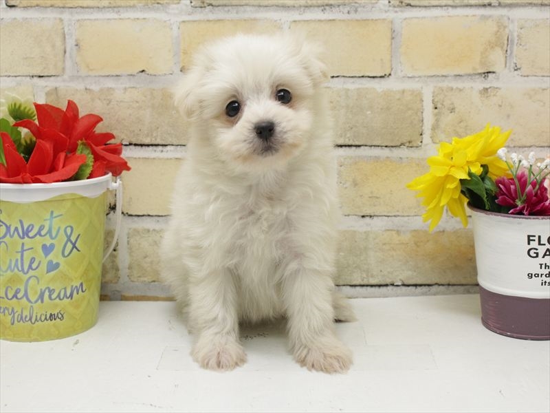 福岡県のポメマル/マルポメ(ポメラニアン×マルチーズ) (ワンラブ福岡総本店/2025年9月10日生まれ/女の子/ホワイト)の子犬の3枚目の画像