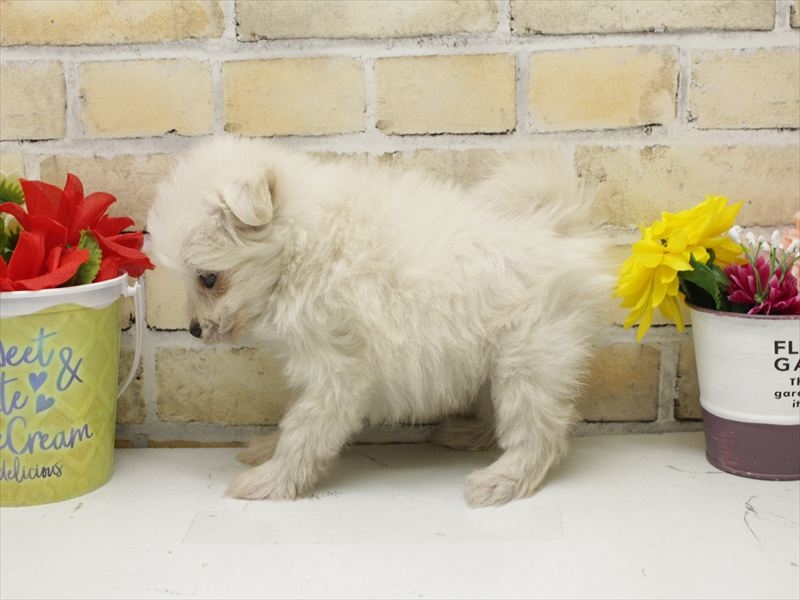 福岡県のポメマル/マルポメ(ポメラニアン×マルチーズ) (ワンラブ福岡総本店/2025年9月10日生まれ/女の子/ホワイト)の子犬の2枚目の画像