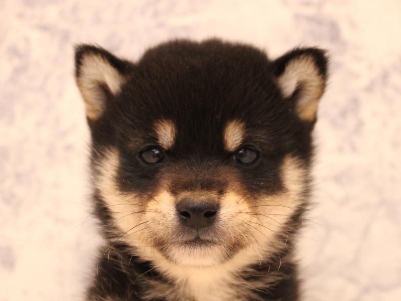 栃木県の柴犬(標準サイズ) (ワンラブベルモール宇都宮店/2025年9月13日生まれ/男の子/黒)の子犬