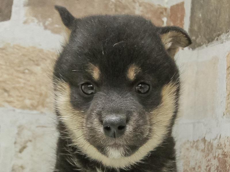 愛知県の柴犬(標準サイズ) (ワンラブ名古屋守山インター総本店/2025年9月13日生まれ/女の子/黒)の子犬の1枚目の画像