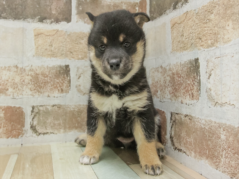 愛知県の柴犬(標準サイズ) (ワンラブ名古屋守山インター総本店/2025年9月13日生まれ/女の子/黒)の子犬の3枚目の画像