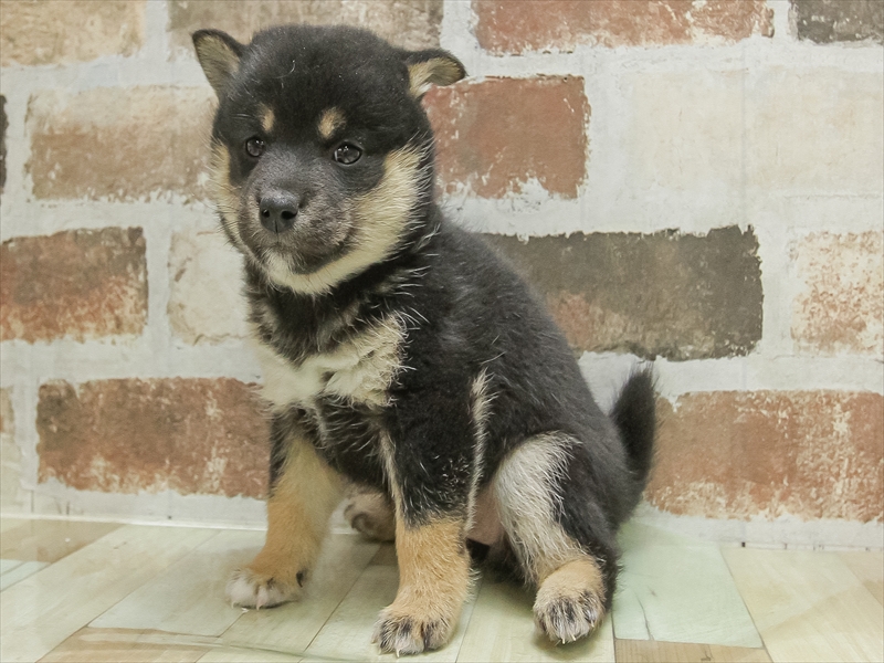 愛知県の柴犬(標準サイズ) (ワンラブ名古屋守山インター総本店/2025年9月13日生まれ/女の子/黒)の子犬の2枚目の画像