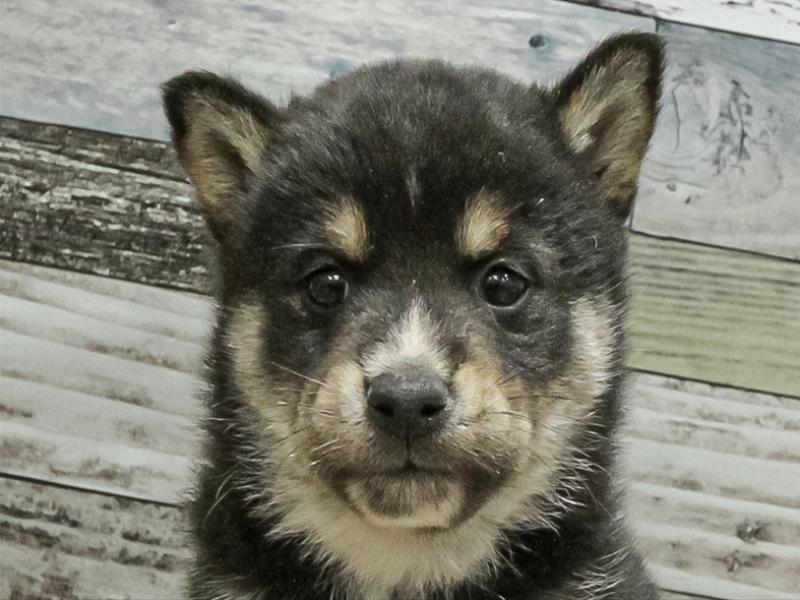 愛知県の柴犬(標準サイズ) (ワンラブ名古屋守山インター総本店/2025年9月13日生まれ/男の子/黒)の子犬の1枚目の画像