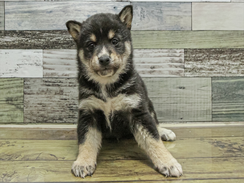 愛知県の柴犬(標準サイズ) (ワンラブ名古屋守山インター総本店/2025年9月13日生まれ/男の子/黒)の子犬の3枚目の画像