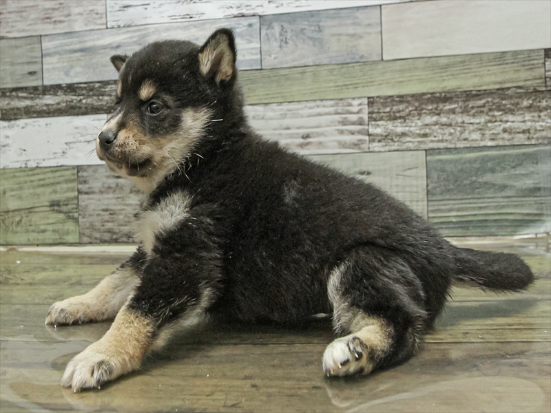 愛知県の柴犬(標準サイズ) (ワンラブ名古屋守山インター総本店/2025年9月13日生まれ/男の子/黒)の子犬の2枚目の画像