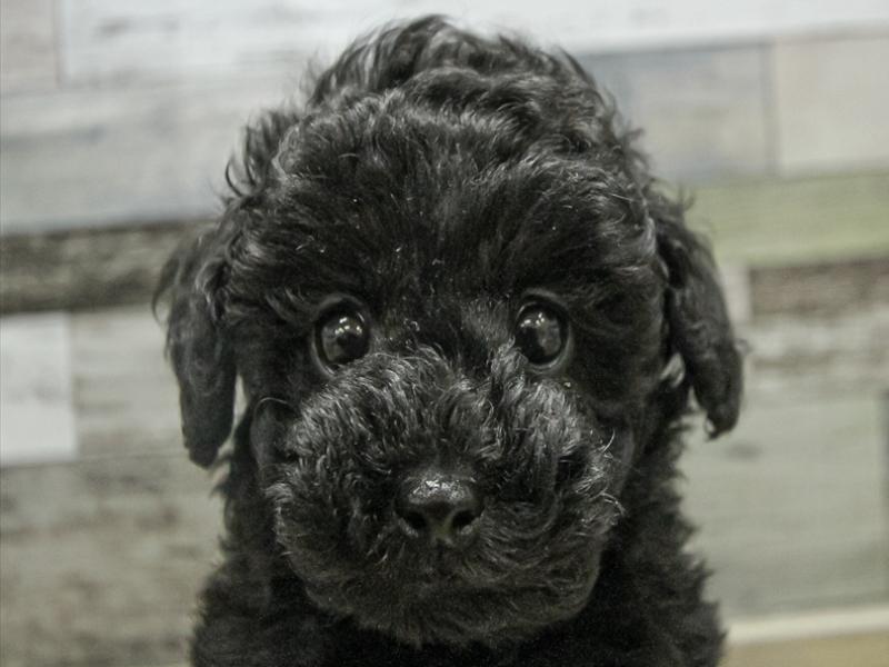 愛知県のトイプードル(トイ) (ワンラブ名古屋守山インター総本店/2025年9月12日生まれ/女の子/ブラック)の子犬の1枚目の画像