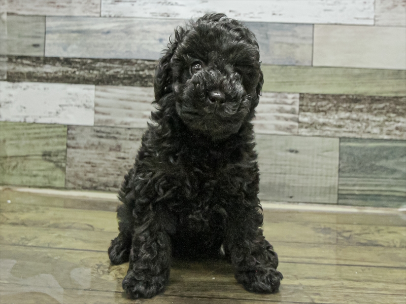 愛知県のトイプードル(トイ) (ワンラブ名古屋守山インター総本店/2025年9月12日生まれ/女の子/ブラック)の子犬の3枚目の画像