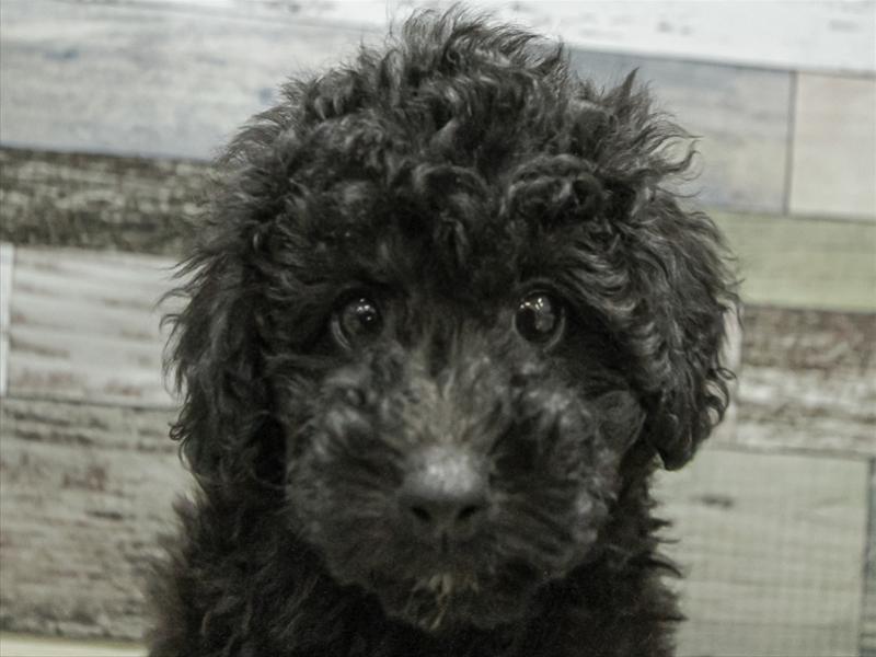 愛知県のトイプードル(トイ) (ワンラブ名古屋守山インター総本店/2025年9月5日生まれ/男の子/ブラック)の子犬の1枚目の画像