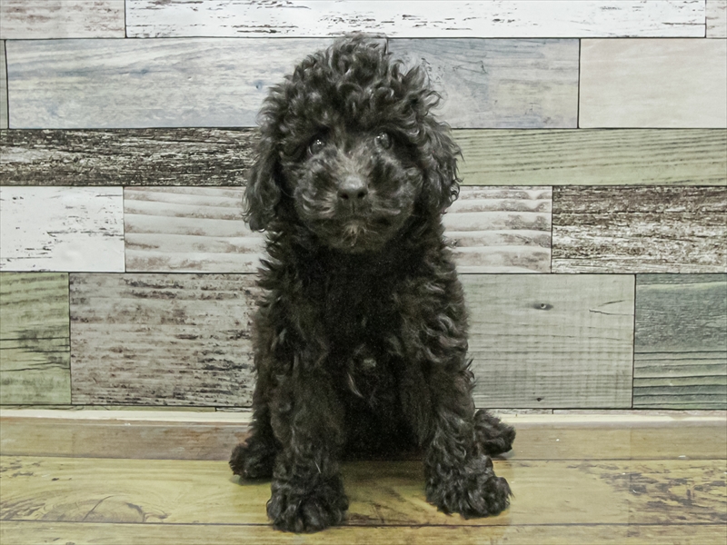 愛知県のトイプードル(トイ) (ワンラブ名古屋守山インター総本店/2025年9月5日生まれ/男の子/ブラック)の子犬の3枚目の画像