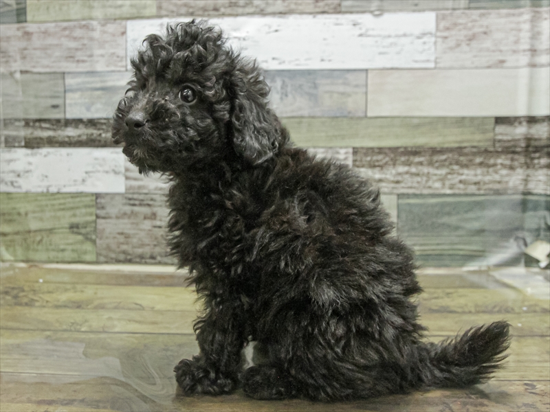 愛知県のトイプードル(トイ) (ワンラブ名古屋守山インター総本店/2025年9月5日生まれ/男の子/ブラック)の子犬の2枚目の画像