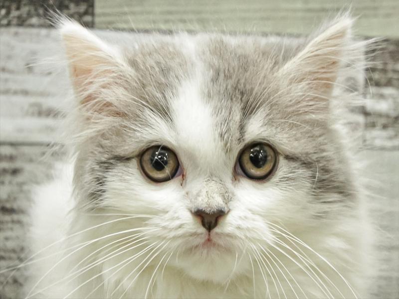 愛知県のスコティッシュフォールド (ワンラブ名古屋守山インター総本店/2025年9月7日生まれ/男の子/ブルータビーホワイトバン)の子猫の1枚目の画像