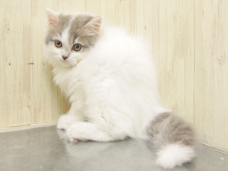 愛知県のスコティッシュフォールド (ワンラブ名古屋守山インター総本店/2025年9月7日生まれ/男の子/ブルータビーホワイトバン)の子猫の2枚目の画像