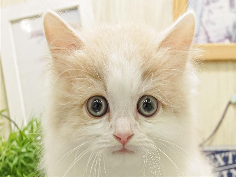 愛知県のラガマフィン (ワンラブ名古屋守山インター総本店/2025年9月13日生まれ/男の子/クリームホワイト)の子猫の1枚目の画像