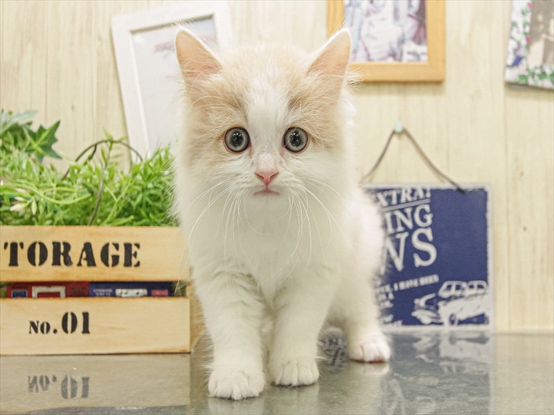 愛知県のラガマフィン (ワンラブ名古屋守山インター総本店/2025年9月13日生まれ/男の子/クリームホワイト)の子猫の3枚目の画像