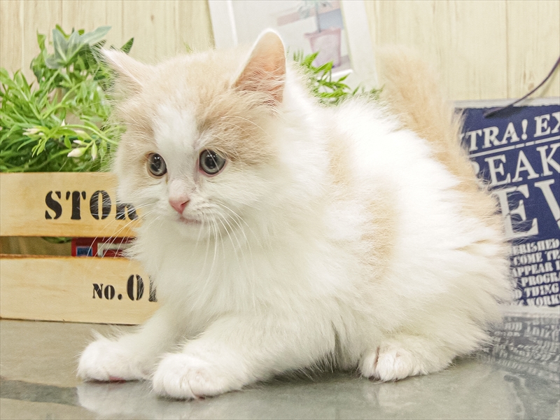愛知県のラガマフィン (ワンラブ名古屋守山インター総本店/2025年9月13日生まれ/男の子/クリームホワイト)の子猫の2枚目の画像