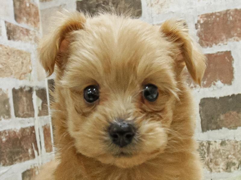 愛知県のポメプー(ポメラニアン×プードル) (ワンラブ名古屋守山インター総本店/2025年9月10日生まれ/男の子/クリーム)の子犬