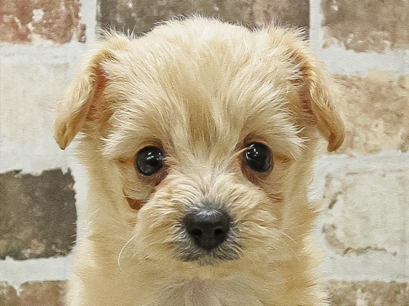 愛知県のポメプー(ポメラニアン×プードル) (ワンラブ名古屋守山インター総本店/2025年9月10日生まれ/女の子/クリーム)の子犬