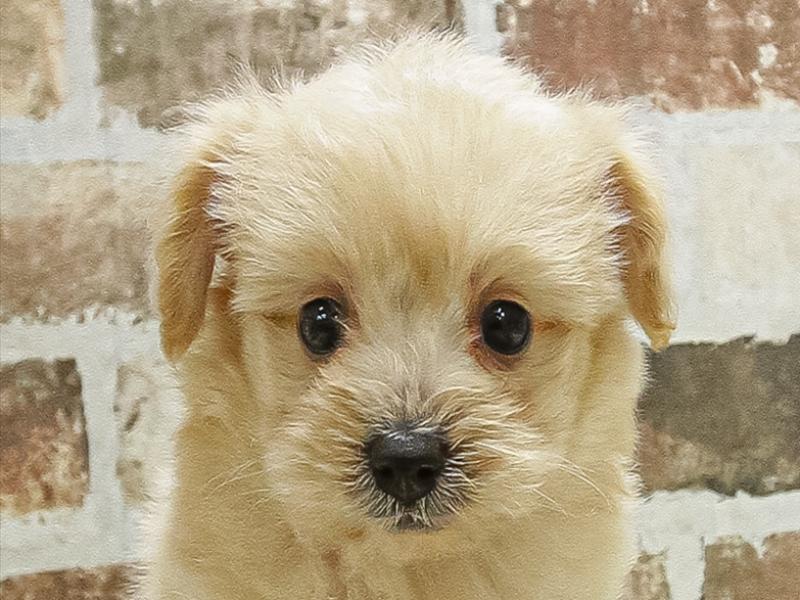 愛知県のポメプー(ポメラニアン×プードル) (ワンラブ名古屋守山インター総本店/2025年9月10日生まれ/女の子/クリーム)の子犬の1枚目の画像