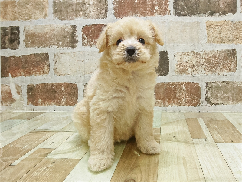 愛知県のポメプー(ポメラニアン×プードル) (ワンラブ名古屋守山インター総本店/2025年9月10日生まれ/女の子/クリーム)の子犬の3枚目の画像