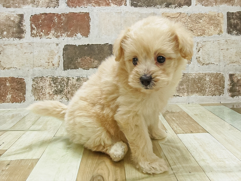愛知県のポメプー(ポメラニアン×プードル) (ワンラブ名古屋守山インター総本店/2025年9月10日生まれ/女の子/クリーム)の子犬の2枚目の画像