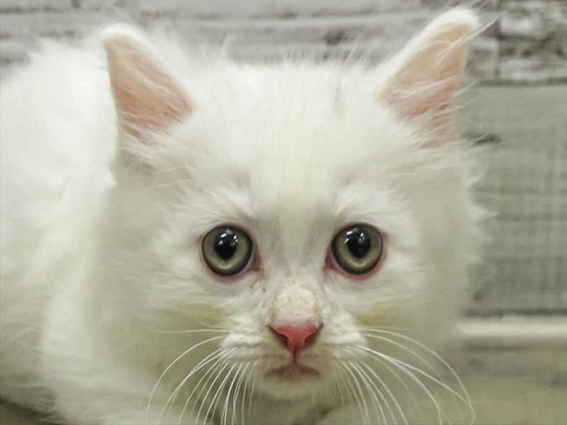 愛知県のミヌエット (ワンラブ名古屋守山インター総本店/2025年9月13日生まれ/男の子/ホワイト)の子猫の1枚目の画像