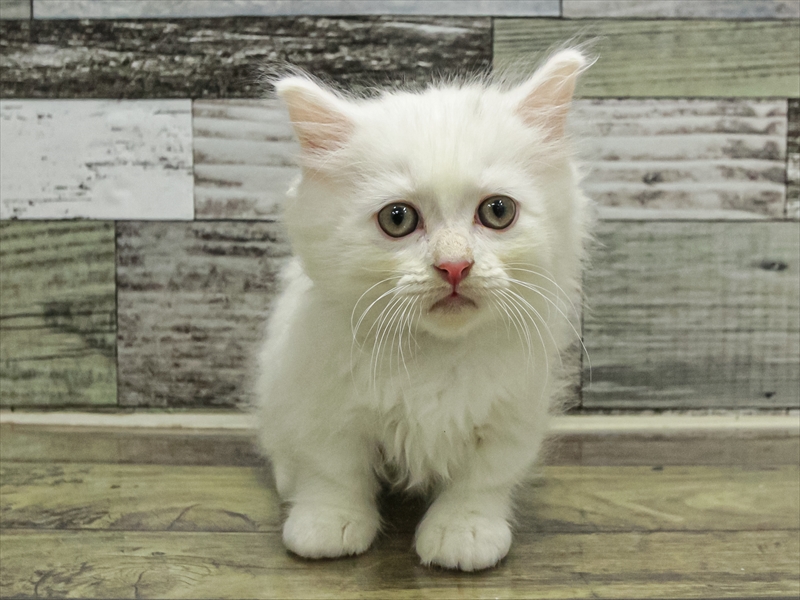 愛知県のミヌエット (ワンラブ名古屋守山インター総本店/2025年9月13日生まれ/男の子/ホワイト)の子猫の3枚目の画像