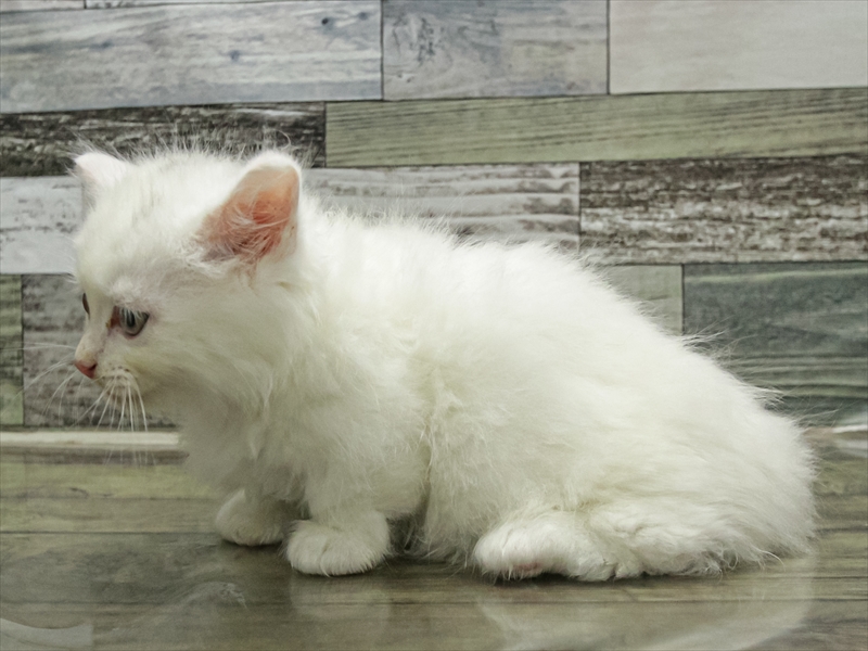 愛知県のミヌエット (ワンラブ名古屋守山インター総本店/2025年9月13日生まれ/男の子/ホワイト)の子猫の2枚目の画像