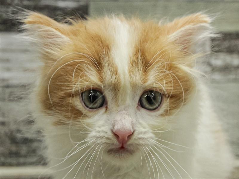 愛知県のミヌエット (ワンラブ名古屋守山インター総本店/2025年9月13日生まれ/女の子/レッドタビーホワイト)の子猫の1枚目の画像