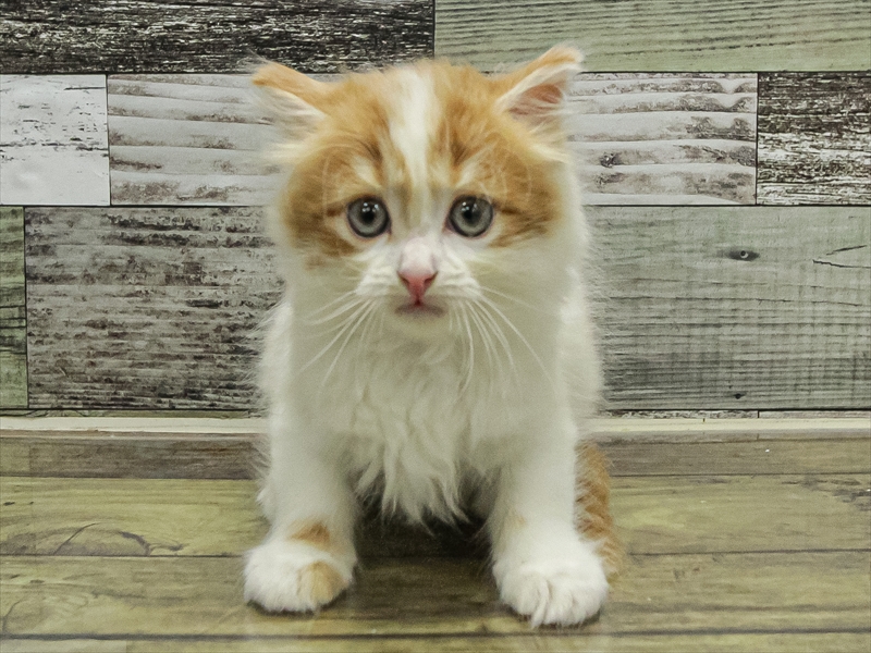 愛知県のミヌエット (ワンラブ名古屋守山インター総本店/2025年9月13日生まれ/女の子/レッドタビーホワイト)の子猫の3枚目の画像