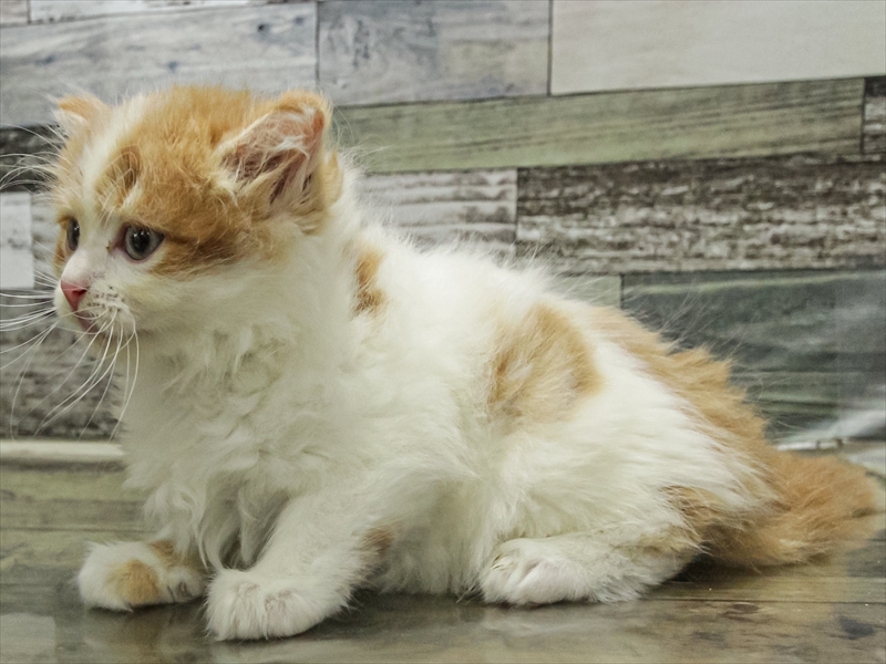 愛知県のミヌエット (ワンラブ名古屋守山インター総本店/2025年9月13日生まれ/女の子/レッドタビーホワイト)の子猫の2枚目の画像