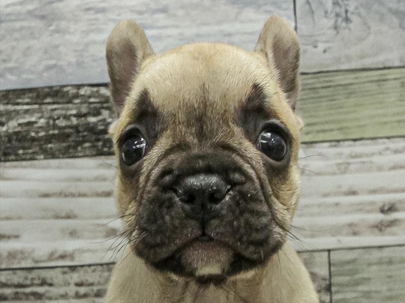 愛知県のフレンチブルドッグ (ワンラブ名古屋守山インター総本店/2025年9月12日生まれ/男の子/フォーン)の子犬の1枚目の画像