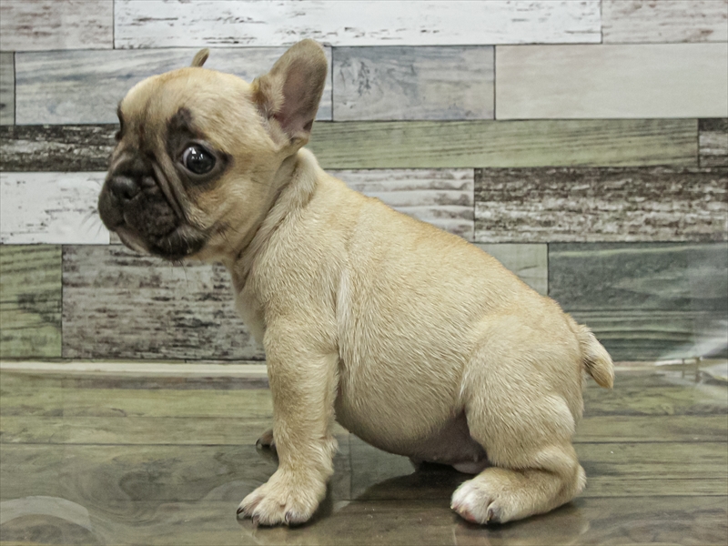 愛知県のフレンチブルドッグ (ワンラブ名古屋守山インター総本店/2025年9月12日生まれ/男の子/フォーン)の子犬の2枚目の画像