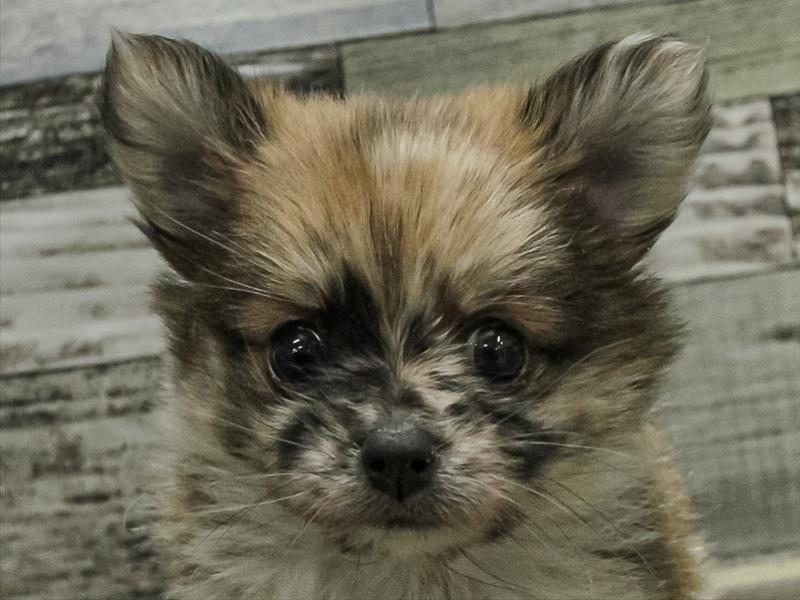 愛知県のポメチワ/チワポメ/ポメチー(ポメラニアン×チワワ) (ワンラブ名古屋守山インター総本店/2025年9月13日生まれ/女の子/レッドホワイト)の子犬の1枚目の画像