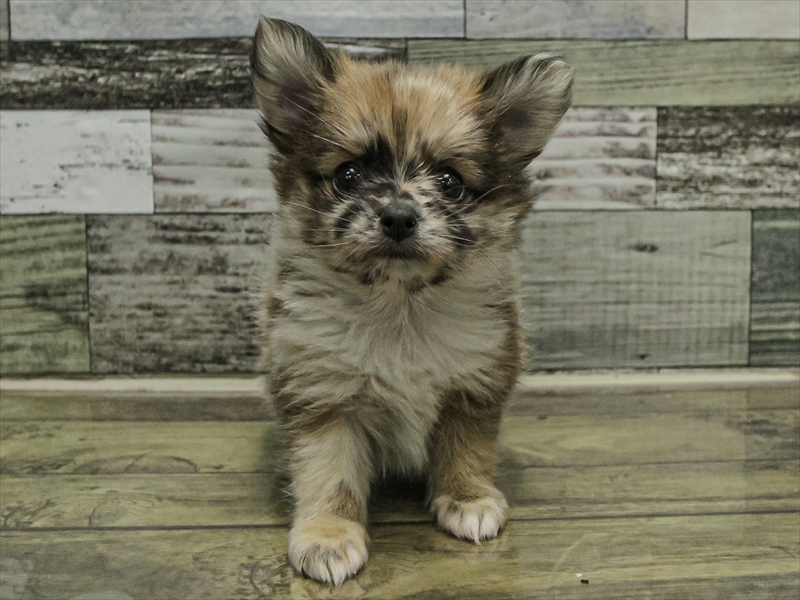 愛知県のポメチワ/チワポメ/ポメチー(ポメラニアン×チワワ) (ワンラブ名古屋守山インター総本店/2025年9月13日生まれ/女の子/レッドホワイト)の子犬の3枚目の画像