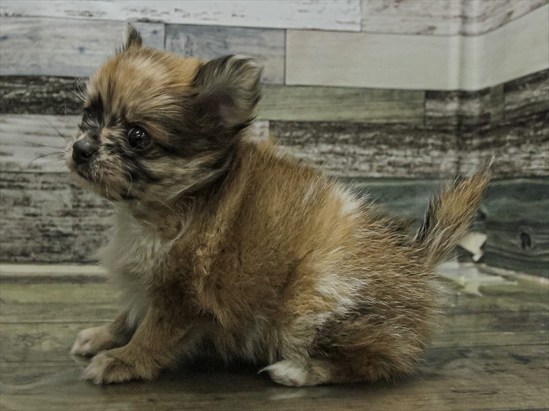 愛知県のポメチワ/チワポメ/ポメチー(ポメラニアン×チワワ) (ワンラブ名古屋守山インター総本店/2025年9月13日生まれ/女の子/レッドホワイト)の子犬の2枚目の画像