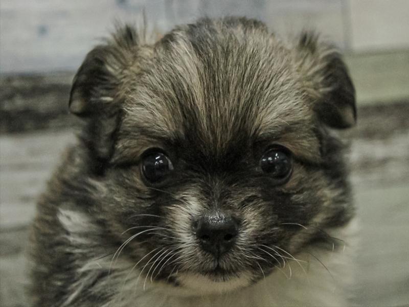 愛知県のポメチワ/チワポメ/ポメチー(ポメラニアン×チワワ) (ワンラブ名古屋守山インター総本店/2025年9月13日生まれ/女の子/レッドマールホワイト)の子犬の1枚目の画像