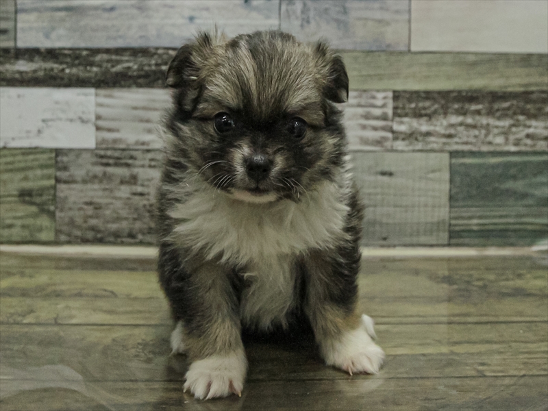 愛知県のポメチワ/チワポメ/ポメチー(ポメラニアン×チワワ) (ワンラブ名古屋守山インター総本店/2025年9月13日生まれ/女の子/レッドマールホワイト)の子犬の3枚目の画像