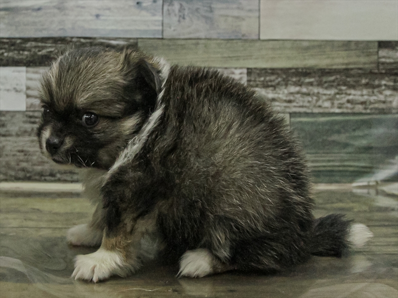 愛知県のポメチワ/チワポメ/ポメチー(ポメラニアン×チワワ) (ワンラブ名古屋守山インター総本店/2025年9月13日生まれ/女の子/レッドマールホワイト)の子犬の2枚目の画像