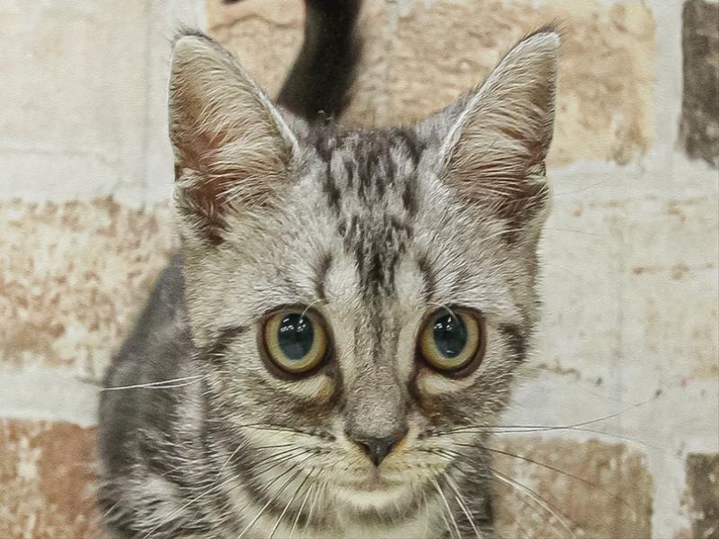 愛知県のアメリカンショートヘアー (ワンラブ名古屋守山インター総本店/2025年9月13日生まれ/男の子/シルバータビー)の子猫の1枚目の画像