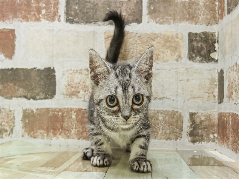 愛知県のアメリカンショートヘアー (ワンラブ名古屋守山インター総本店/2025年9月13日生まれ/男の子/シルバータビー)の子猫の3枚目の画像