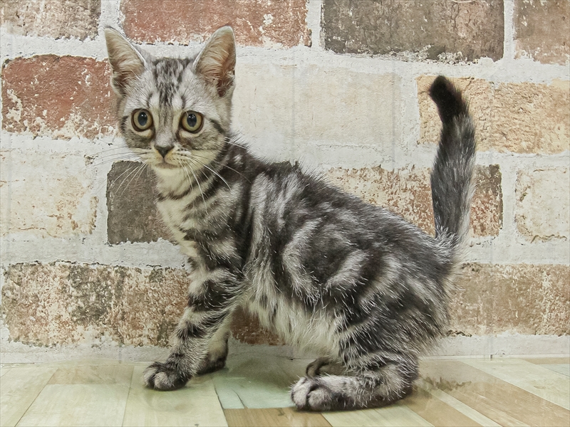 愛知県のアメリカンショートヘアー (ワンラブ名古屋守山インター総本店/2025年9月13日生まれ/男の子/シルバータビー)の子猫の2枚目の画像