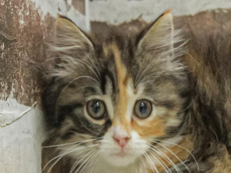 愛知県のサイベリアン (ワンラブ名古屋守山インター総本店/2025年9月13日生まれ/女の子/トーティーシェルホワイト)の子猫の1枚目の画像